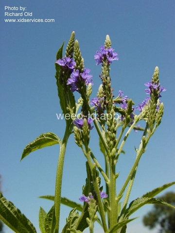 vervain, blue